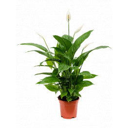 Spathiphyllum Vivaldi 17x75 cm