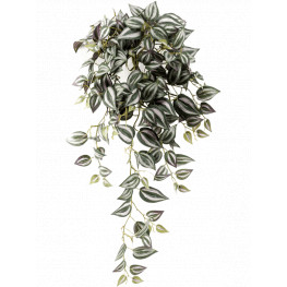 Tradescantia hanging bush grey sivá 70 cm