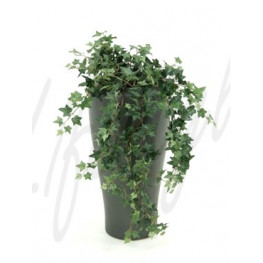 Hedera helix green hanging plant 90 cm