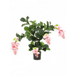 Medinilla Bush Pink 78 cm