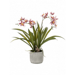 Umelá orchidea Oncidium burgundy 45 cm