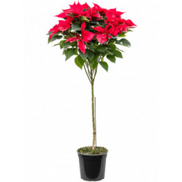 Vianočná ruža/ Euphorbia pulcherrima (poinsettia) stem 27x140 cm