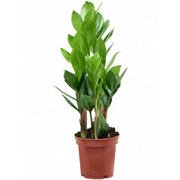 Zamioculcas zamiifolia 10,5x35 cm