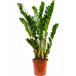 Zamioculcas zamiifolia 24x115 cm