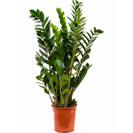 Zamioculcas zamiifolia 24x100 cm