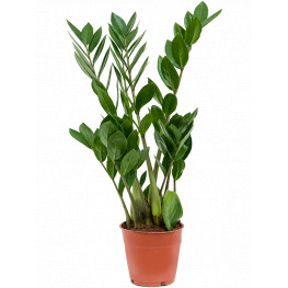 Zamioculcas zamiifolia 12x50 cm