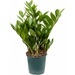 Zamioculcas zamiifolia 14x40 cm
