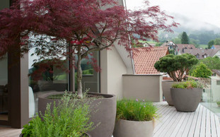 Oáza aj v zimných mesiacoch: Mrazuvzdorné rastliny na balkón
