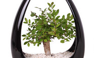 Ako úspešne pestovať bonsaje?