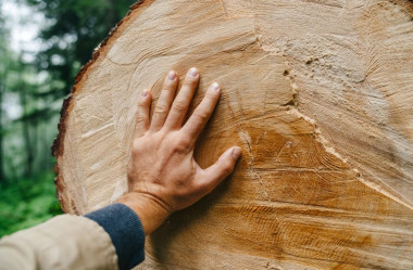 Tvrdost dřeva: Co všechno potřebujete vědět
