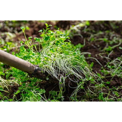 Zelené hnojenie ako základ zdravej pôdy