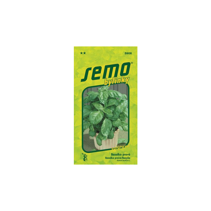 Bazalka Lettuce leaf 24 SEMO 5908