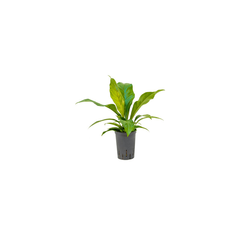 Anthurium elipticum Jungle hybriden 15/19 výška 45 cm
