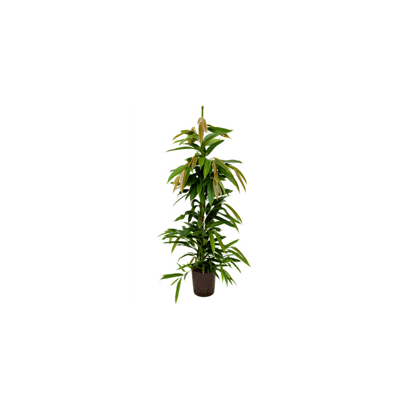 Ficus amstel king 22/19 výška 170 cm