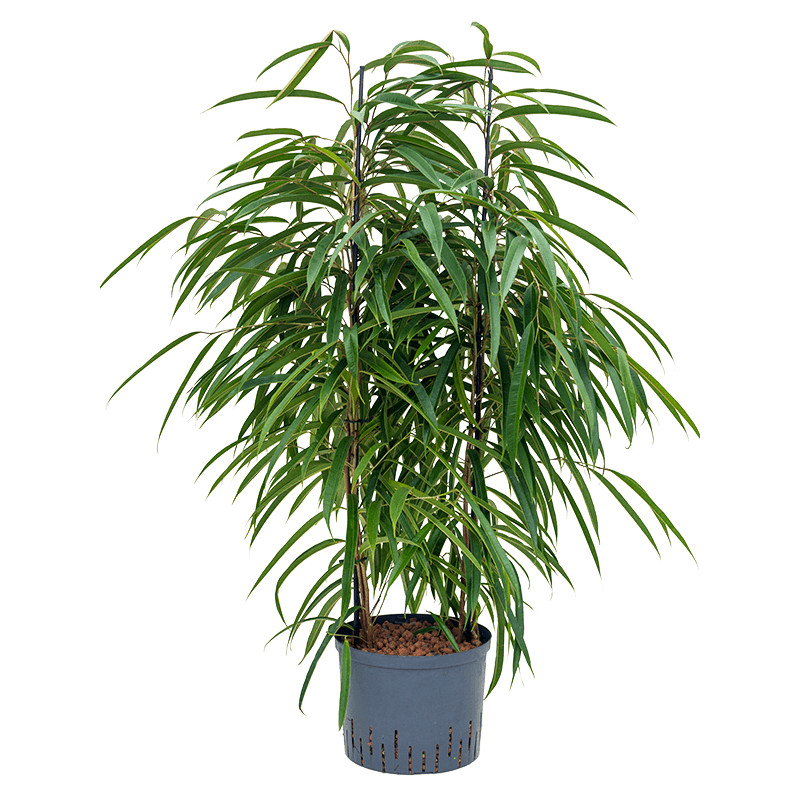 Ficus alii 2pp 25/19 v.120 cm