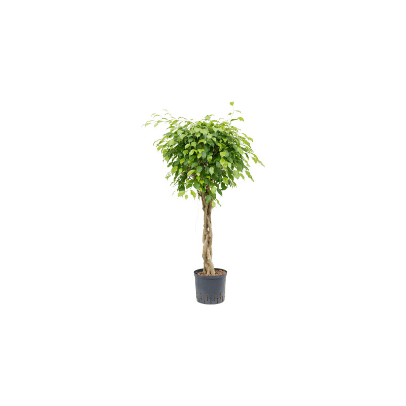 Ficus benjamina columnar Stem 22/19 v120
