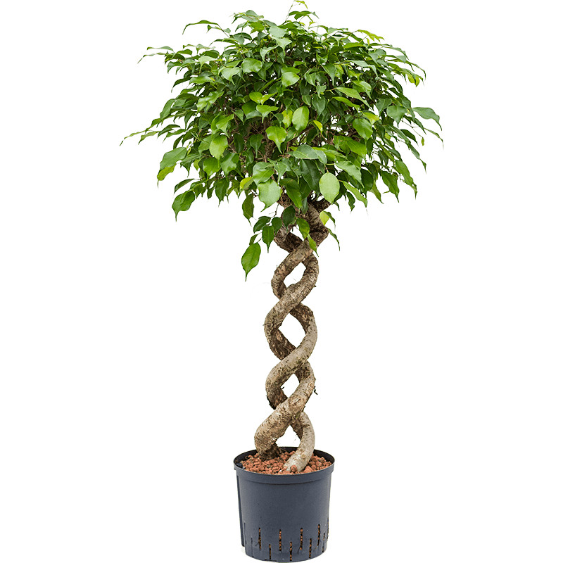 Ficus benjamina spiral double 22/19 v 120 cm