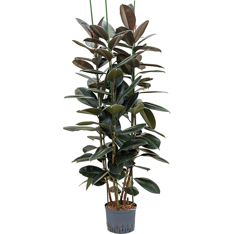 Fikus - Ficus elastica "Abidjan" 3pp 25/19 výška 150 cm