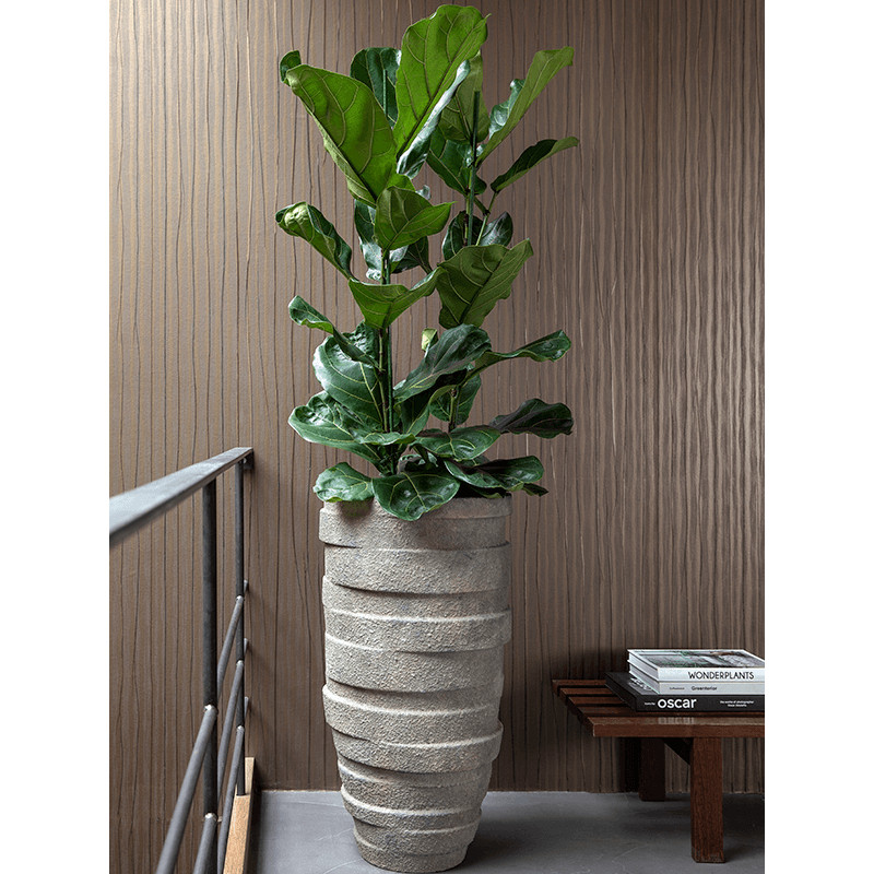 Ficus lyrata Tuft Pots.30x130 cm