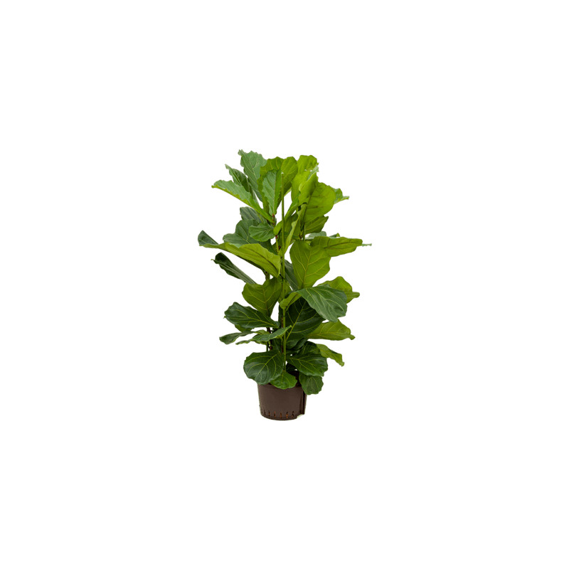 Ficus lyrata 28/19 cm v.130 cm
