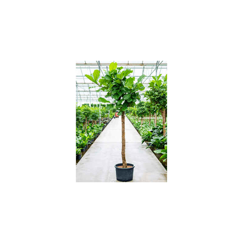 Ficus lyrata Stem 40/37 v300 cm