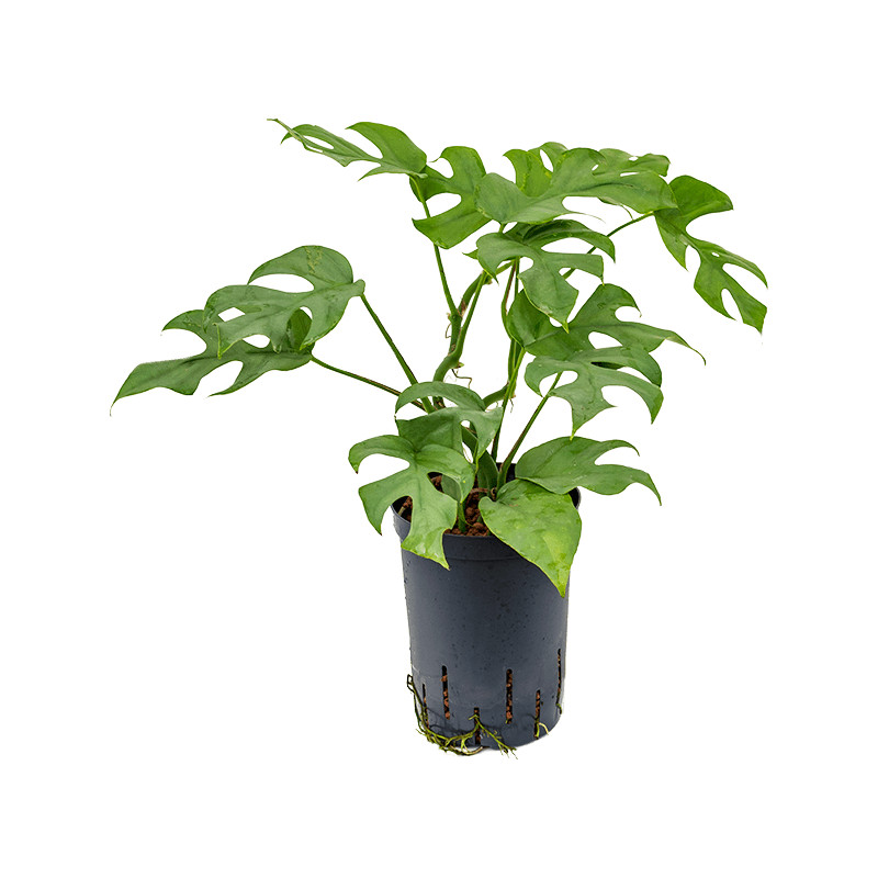 Philodendron minima hanger 15/19 v.40 cm