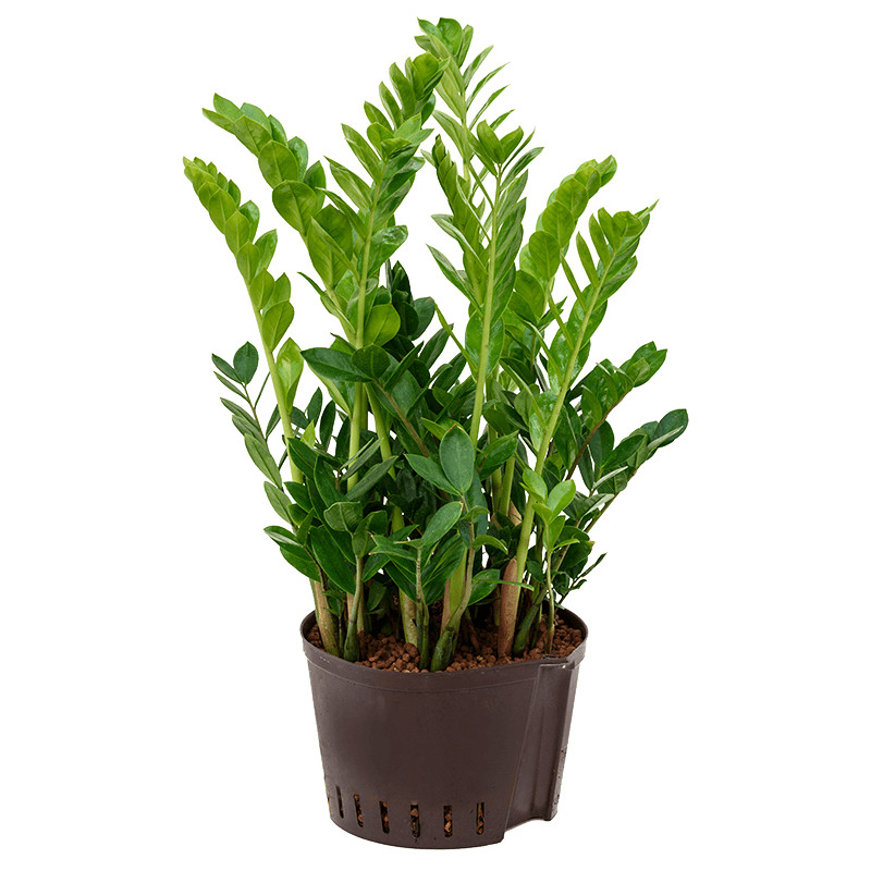 Zamioculcas zamiifolia Tuft 28/19 výška 50 cm