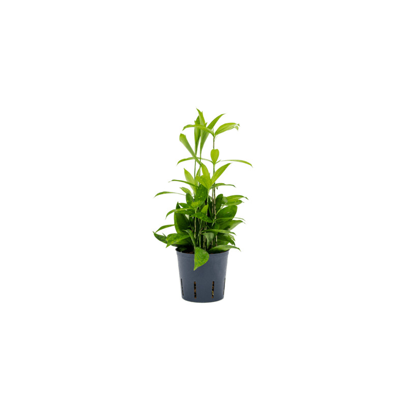 Dracaena surculosa 2pp Pots. 13/12cm v.30 cm