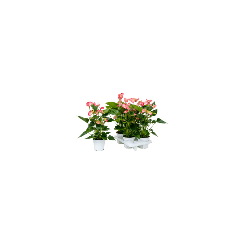 Anthurium andraeanum "Livium" 4 tray Bush Pink 14x50 cm