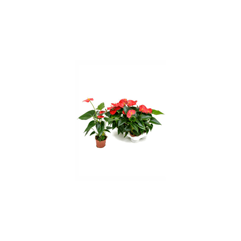 Anthurium andreanum Bambino red pots.9 v.30 cm