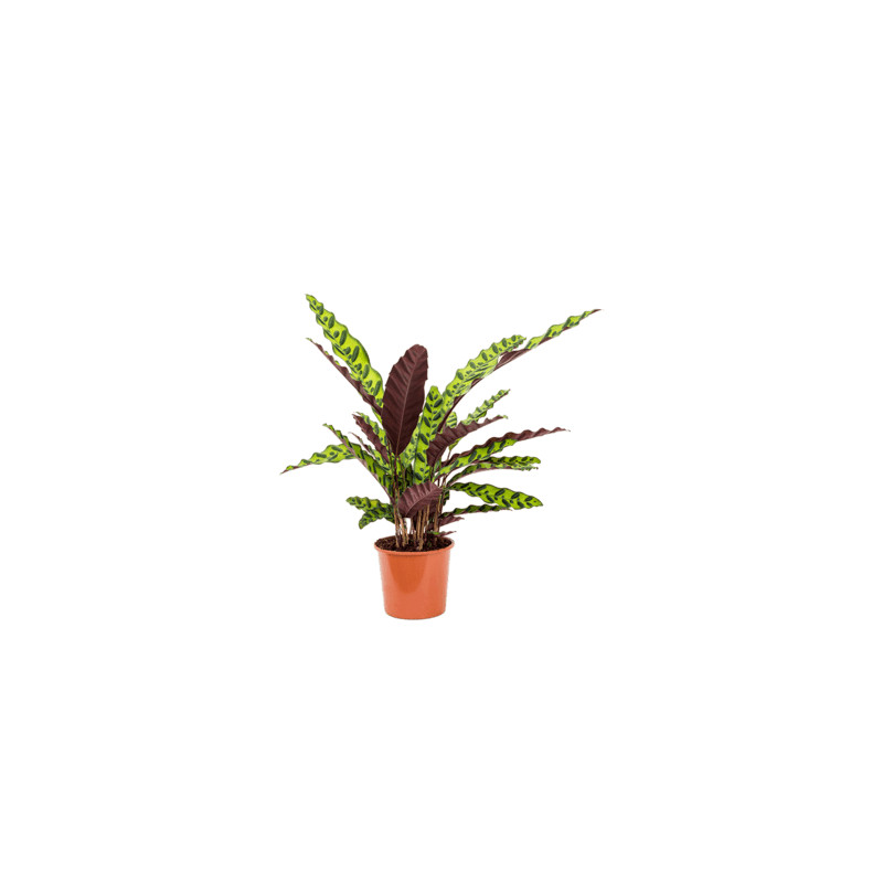 Calathea lancifolia insigne 17x65 cm
