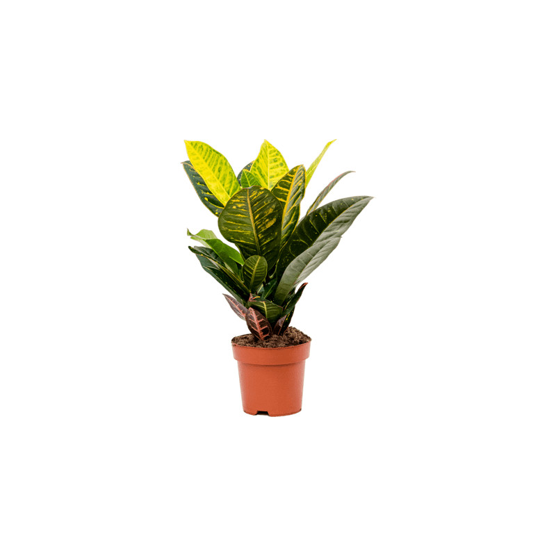 Croton codiaeum petra 17x50 cm