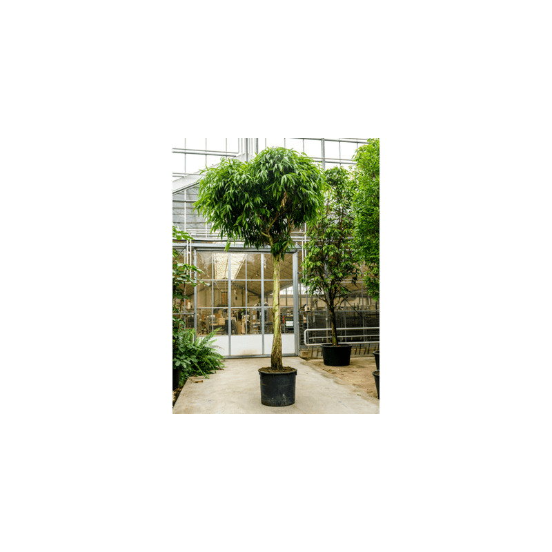 Ficus alii Stem 70/51  500cm