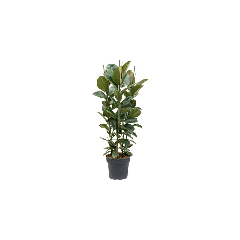 Ficus elastica robusta 34x135 cm