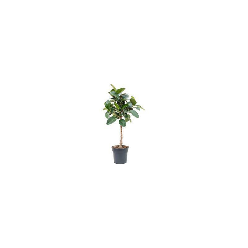 Fikus - Ficus elastica "Robusta" Stem 30x140 cm