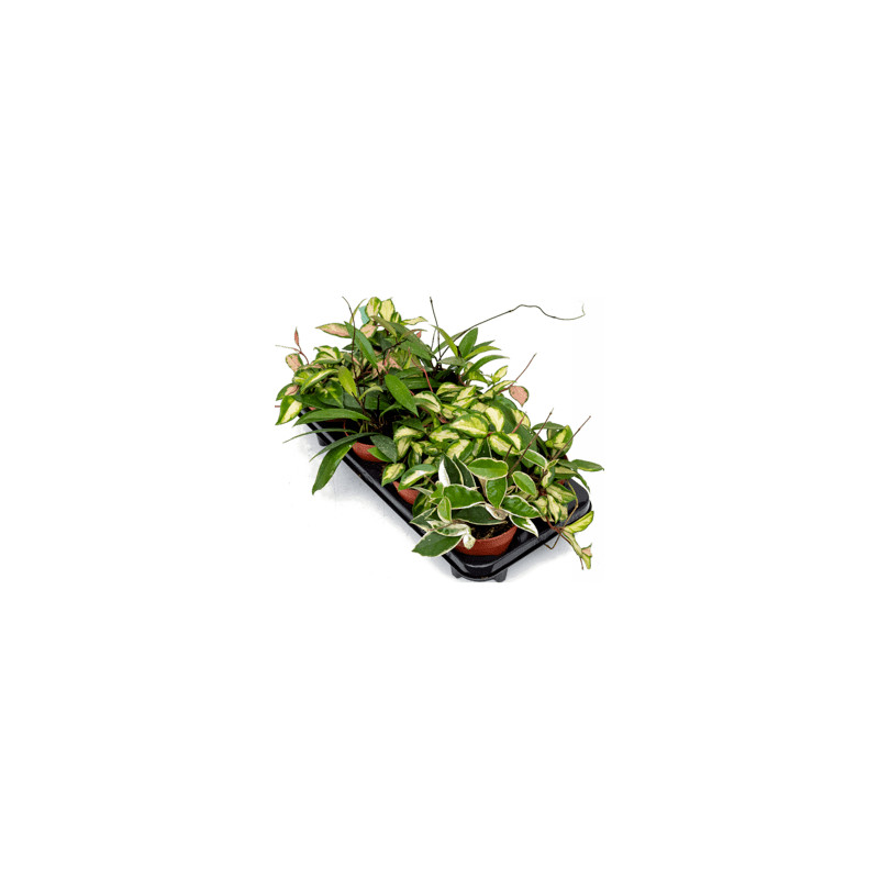 Hoya camosa mix 8/tray hanger 12x15 cm