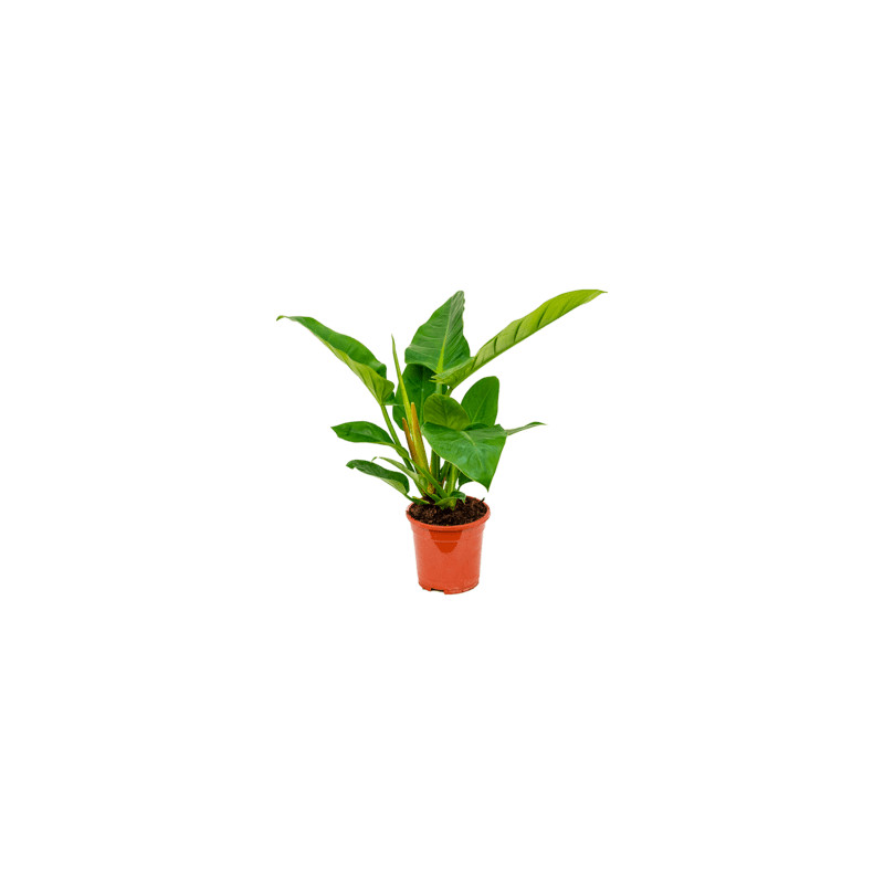 Philodendron imperial green 19x65 cm