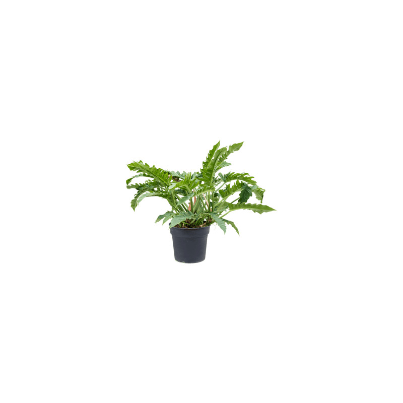 Philodendron narrow Bush Pots. 35 cm v.80 cm
