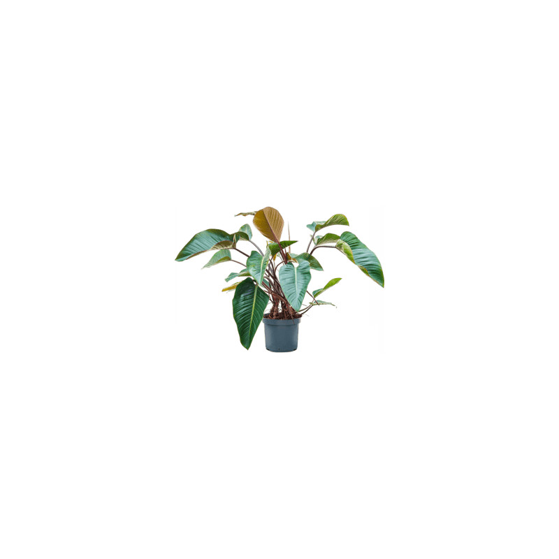 Philodendron "Red Beauty" Bush 30x120 cm
