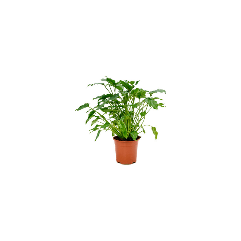 Philodendron xanadu 30x70 cm