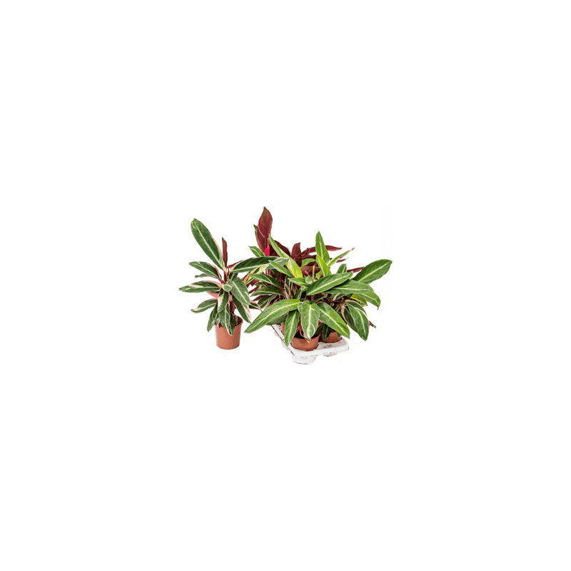 Stromanthe sanguinea Triostar 14x55 cm