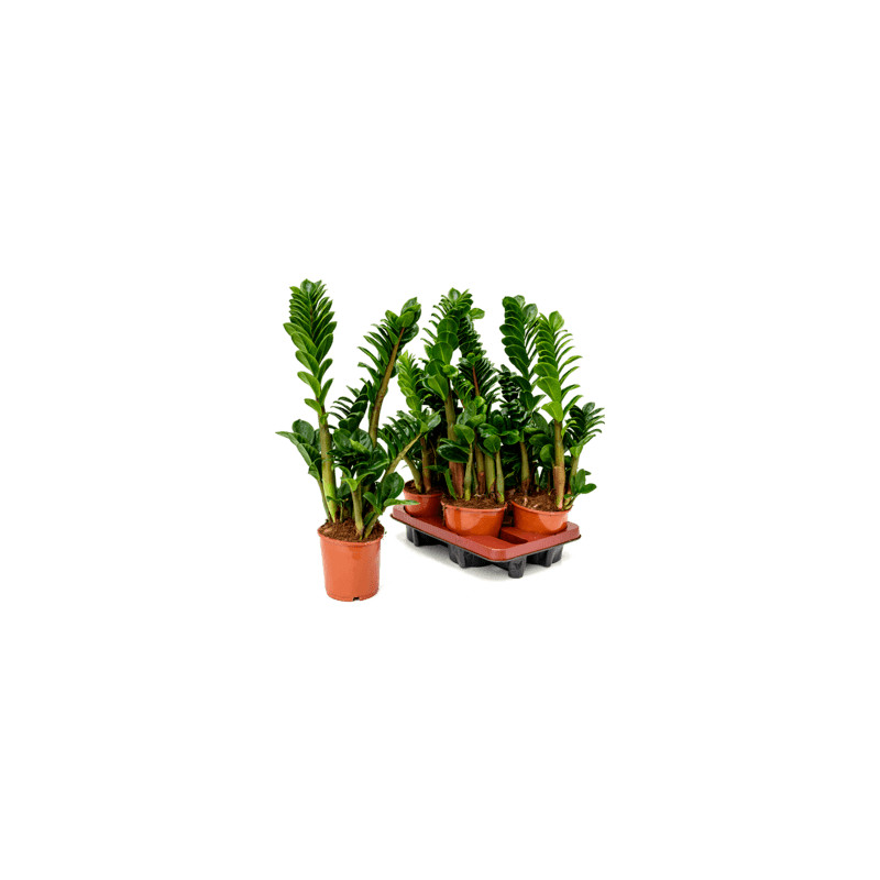 Zamioculcas zamiifolia 14x55 cm