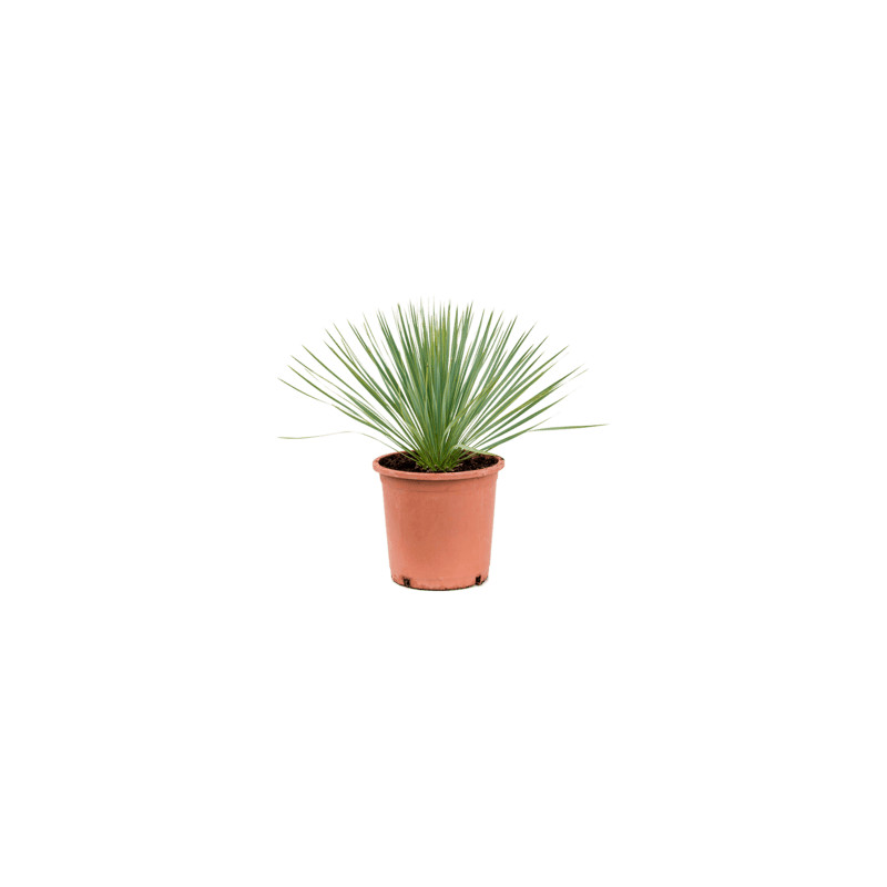 Yucca rostrata pots. 27x50 cm