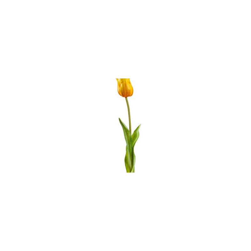 Tulip aladdin Yellow v.45 cm