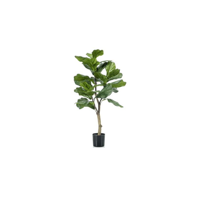 Ficus lyrata 45x90 cm
