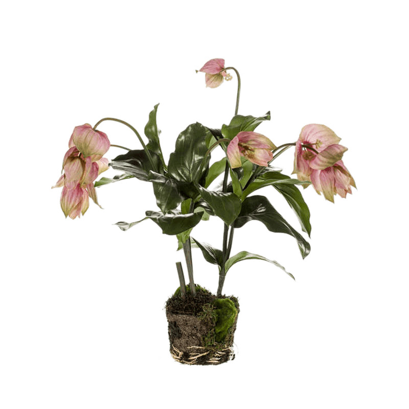 Medinilla Bush Pink 60 cm