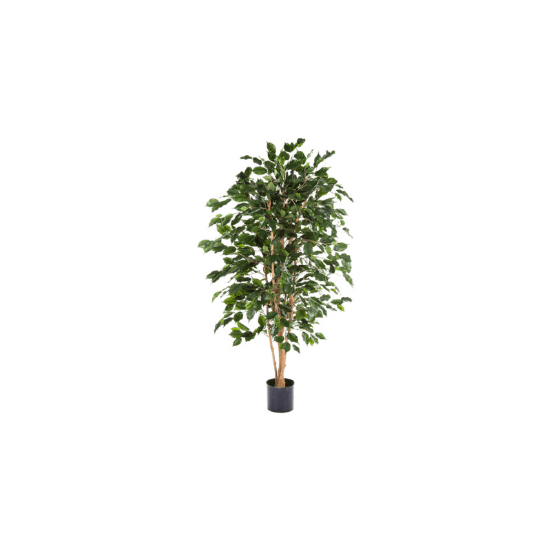 Ficus exotica 120 cm