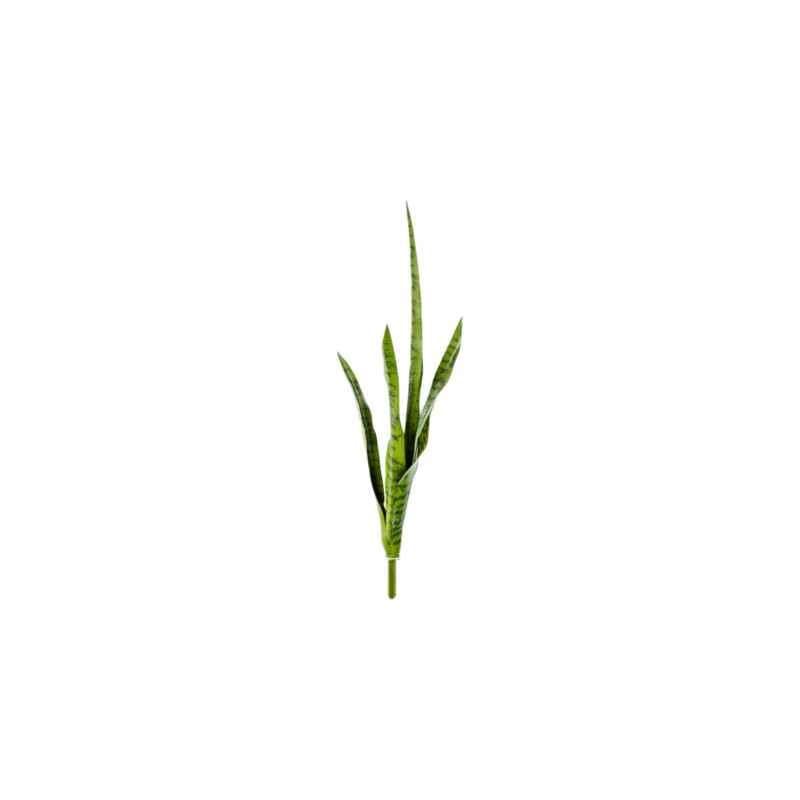 Sansevieria Green 81 cm