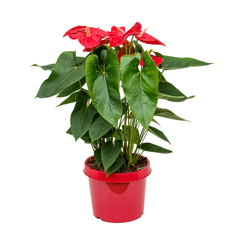 Anthurium andraeanum 'Dakota' bush red 26x85 cm
