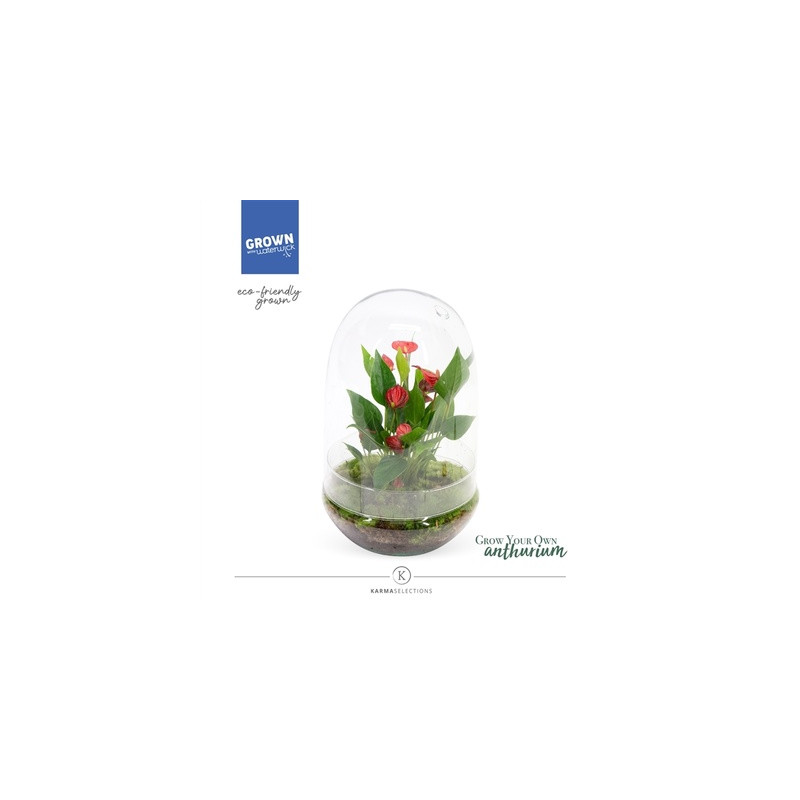 Aranžmán rastlín - rastlinné terárium Anthurium million flowers (mini záhradka v skle) 14x40 cm